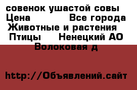 совенок ушастой совы › Цена ­ 5 000 - Все города Животные и растения » Птицы   . Ненецкий АО,Волоковая д.